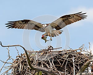 Osprey flies to nest with fish in talons to feed chicks photo
