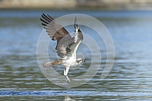Osprey flies from the water\'s surface