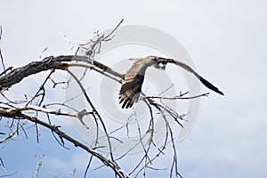 Osprey in Flight