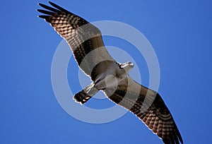 Osprey in flight
