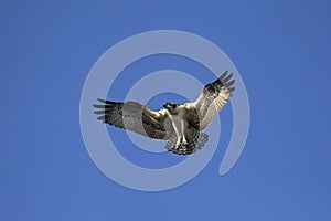 Osprey in flight