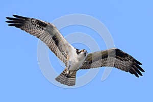 Osprey In Flight