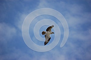 Osprey in Flight
