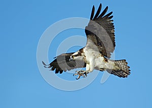 Osprey in flight photo