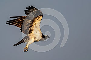 Osprey in flight against blue sky
