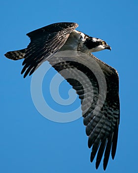 Osprey Flight II