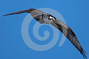 Osprey in Flight against Blue Sky