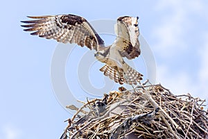 Osprey In Flight