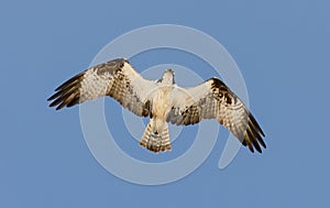 Osprey photo