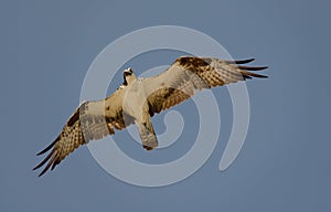 Osprey in flight. Beautiful bird of prey in flight with full wingspan. Wildlife in natural setting, flying and hunting prey.