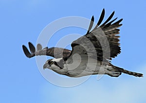 Osprey in flight with blue sky