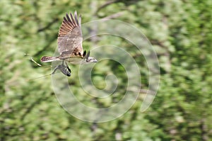 Osprey In Flight Carrying a Fish