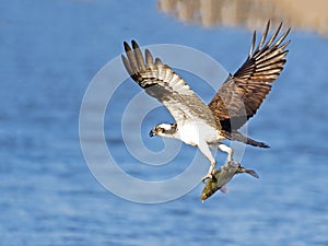 Osprey photo