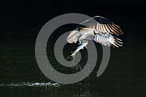 Osprey in Flight With Catch VIII