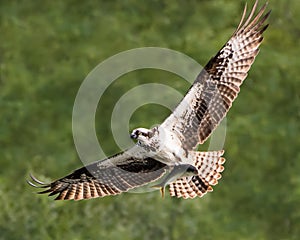 Osprey in Flight With Catch XXV