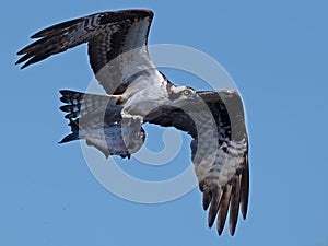Osprey in Flight with Fish