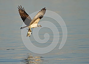 Osprey in flight with fish