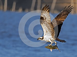 Osprey in Flight with Fish photo