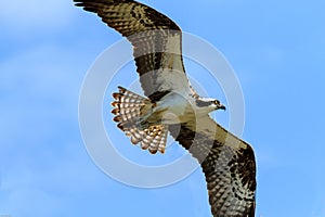 Osprey in Flight Fort Desoto Florida