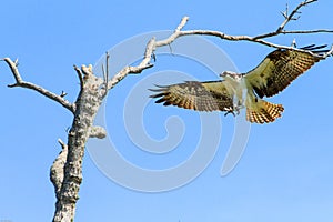 Osprey in Flight Fort DeSoto State Park