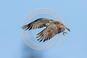 Osprey in flight at Honeymoon Island