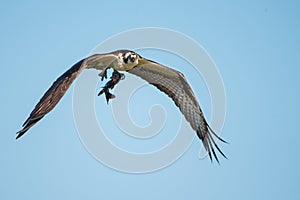 Osprey in flight with its catch