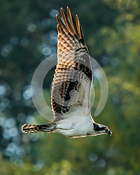 Osprey Flight IV