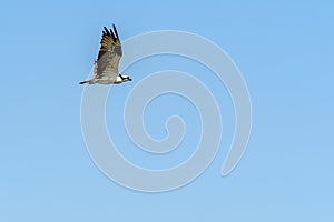 Osprey in Flight over Lake Pontchartrain in Louisiana