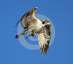 Osprey In Flight With Prey