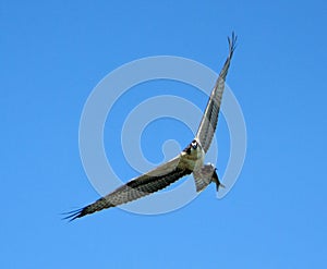 Osprey In Flight With Prey Against Blue