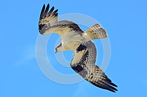 Osprey in Flight With Prey 02