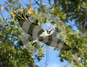 Osprey In Flight With Prey