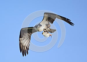 Osprey In Flight With Shad photo