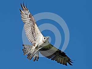 Osprey in Flight Starring at Camera