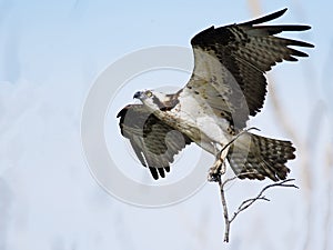Osprey in Flight with Sticks