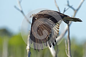 Osprey in Flight