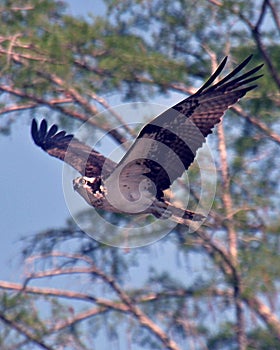 Osprey Flying above the Tombigbee River - Alabama