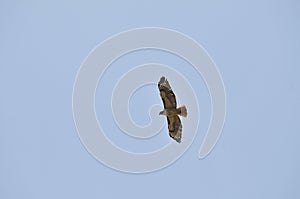 Wildlife Birds Series - Osprey in flight - Raptor - Pandion halieatus