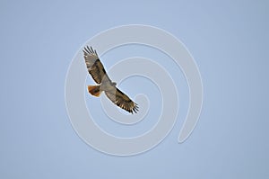 Wildlife Birds Series - Osprey in flight - Raptor - Pandion halieatus