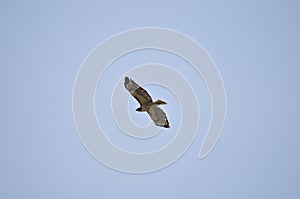 Wildlife Birds Series - Osprey in flight - Raptor - Pandion halieatus