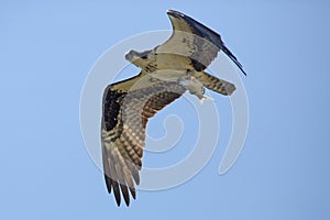 Osprey flying with a big fish in its talons, Florida.