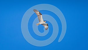 Osprey flying in a blue sky