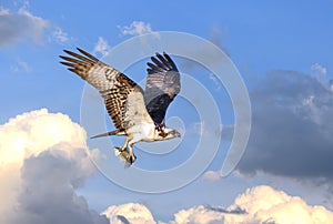 Osprey flying in clouds with fish in talons