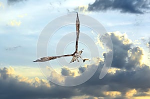 Osprey flying in clouds at sunset with fish in talons