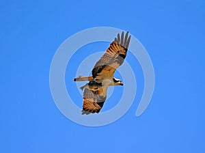 Osprey flying with fish