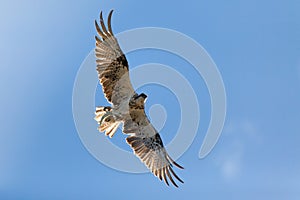 Osprey flying with a fish in its talons