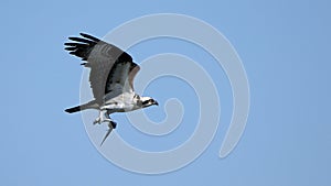 Osprey flying with a fish in it\'s talons