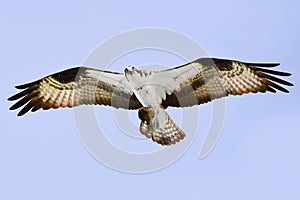 Osprey flying with fish in talons