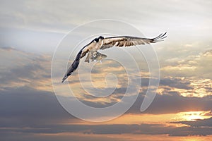 Osprey Flying with Fish in Talons at Sunset