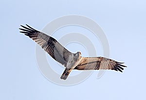 Osprey is flying with full span of wins in the sky